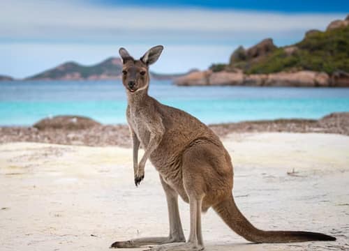 Wildlife Encounters: Australia’s Unique Fauna